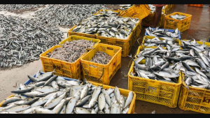 Operation Fish intensified and reduced the arrival of adulterated fish