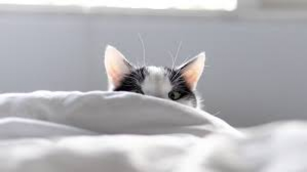 Do domestic cats wake up at night?
