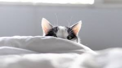 Do domestic cats wake up at night?