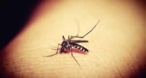 Be vigilant against dengue: DMO