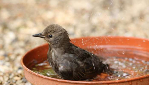 Summer protection for birds and animals: PM congratulates Malayalee