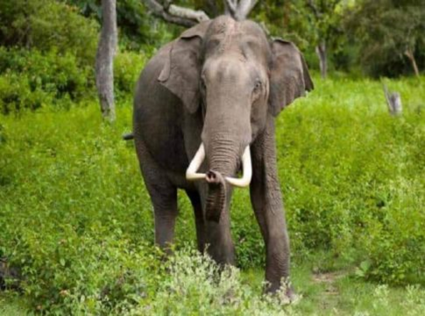 കല്ലാറിൽ അവശനിലയിൽ കണ്ടെത്തിയ കാട്ടാന ചരിഞ്ഞു; 35 വയസുളള പിടിയാനയെന്ന് വനംവകുപ്പ്