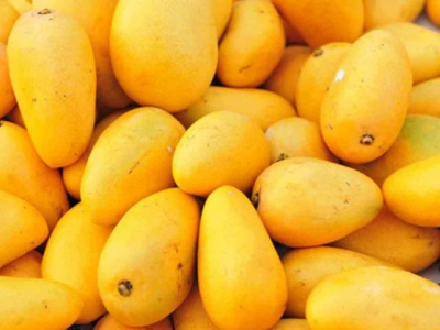 Mango season in Kanakakunnu again: Horticorp opens honey and mango pantry