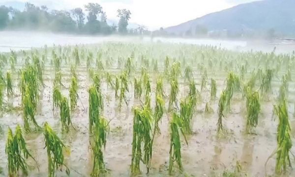 Rainfall: Crop damage of 32.81 crore in the district