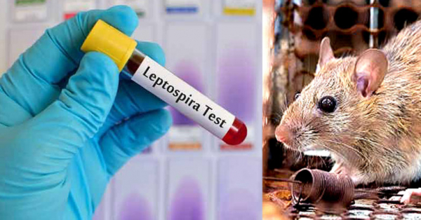 Lepto RTPCR 6 labs for leptospirosis diagnosis: Minister Veena George