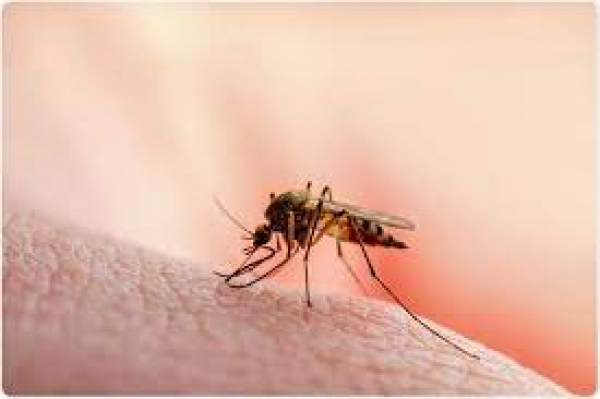 Ensure early detection and complete treatment of malaria: Minister Veena George