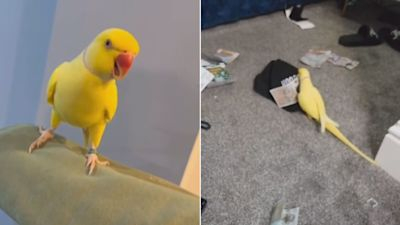 Parrot tells price of drugs: Police arrest 15-member drug gang